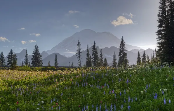 Trees, flowers, mountains, meadow, Washington, United States, Washington, Mount Rainier