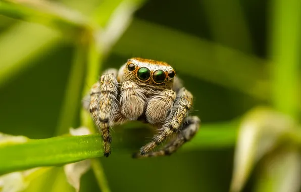 Macro, nature, spider