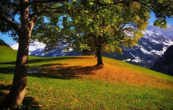 Picture autumn, trees, mountains, Switzerland, Switzerland, Untersuchen, Origin, Unterschächen