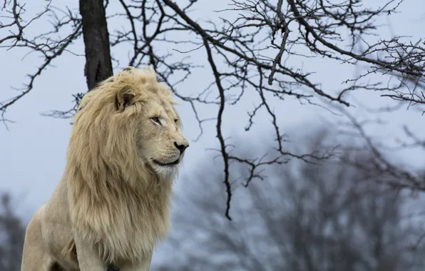 Predator, mane, profile, wild cat, white lion