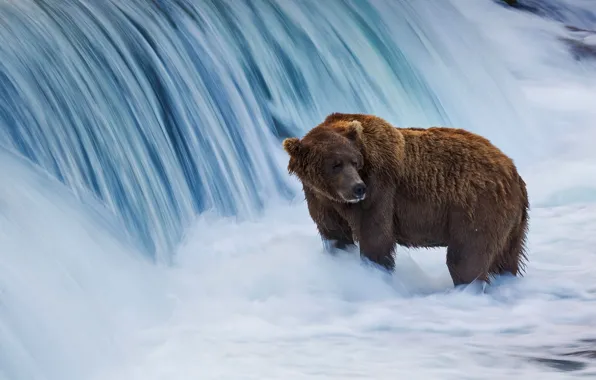 Alaska, USA, brown bear, Katmai National Wildlife Refuge