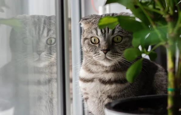 Cat, cat, look, glass, face, reflection, grey, room