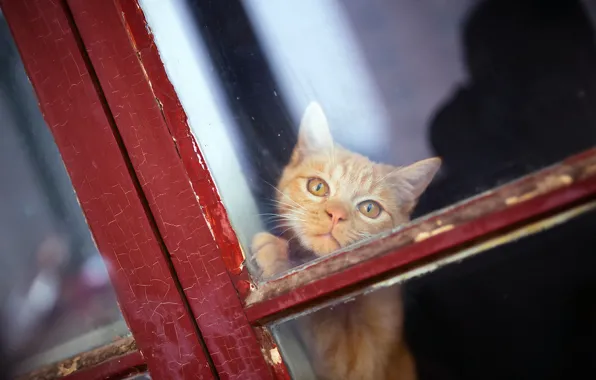 Picture look, window, red, muzzle, cat