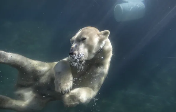 Water, bear, zoo