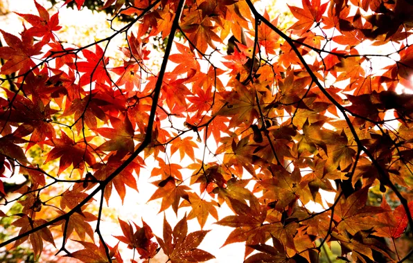 Autumn, leaves, tree, colorful, maple, autumn, leaves, maple