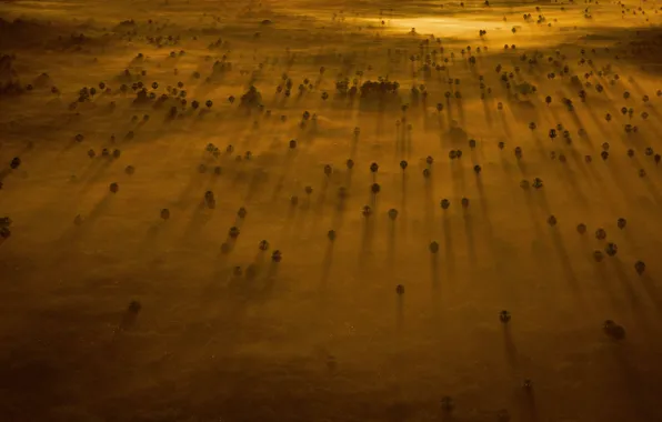 Trees, sunset, fog, shadow, Brazil, The Pantanal