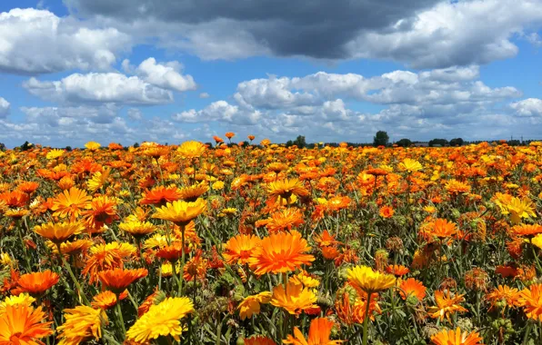Field, summer, the sky, clouds, flowers, glade, bright, orange