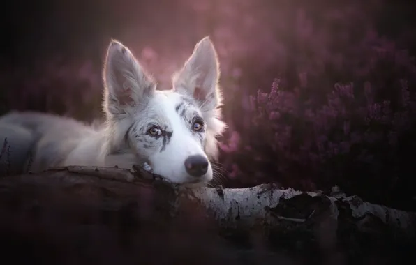 Look, face, dog, log, ears, Heather