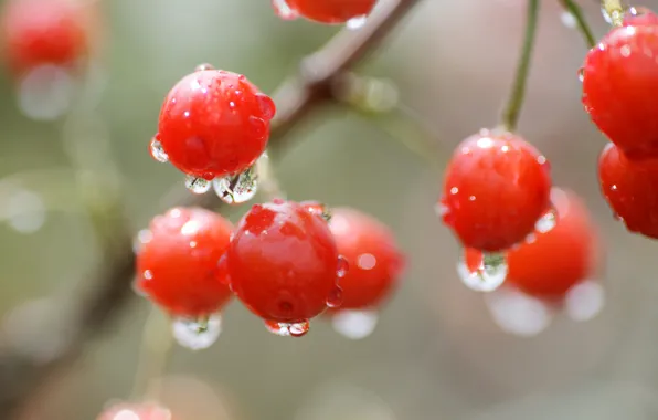 Picture drops, macro, cherry, berry, red