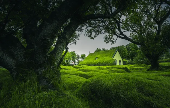 Greens, field, grass, tree, the fence, house, lawn, crown
