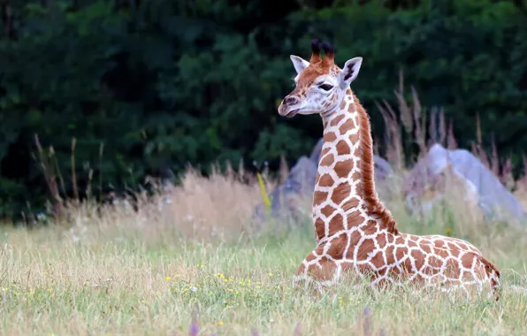 Grass, look, giraffe, lies, bokeh, blurred background