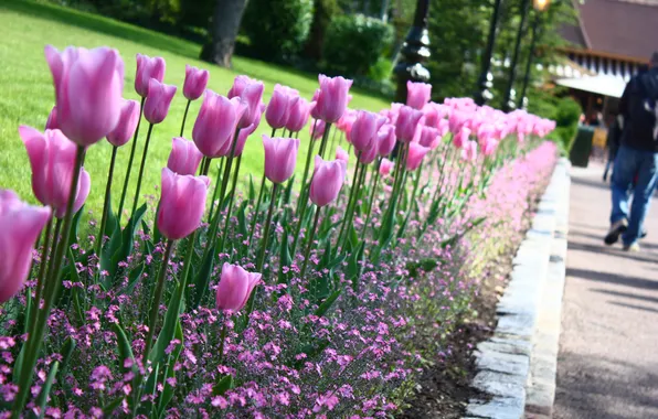 Flowers, tulips, flower