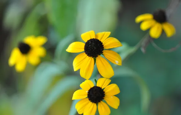 Autumn, flowers, nature, chamomile