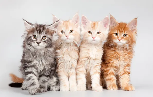 Kittens, Quartet, Maine Coon