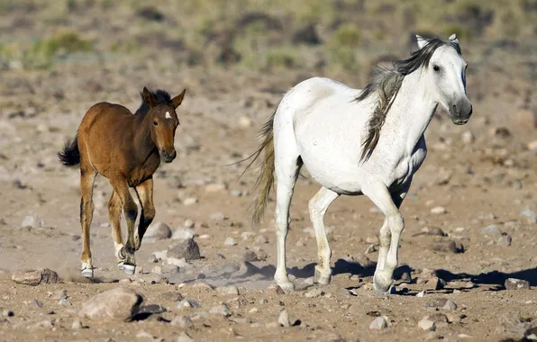 Baby, horse, family, running, pair, mom, foal, Mare