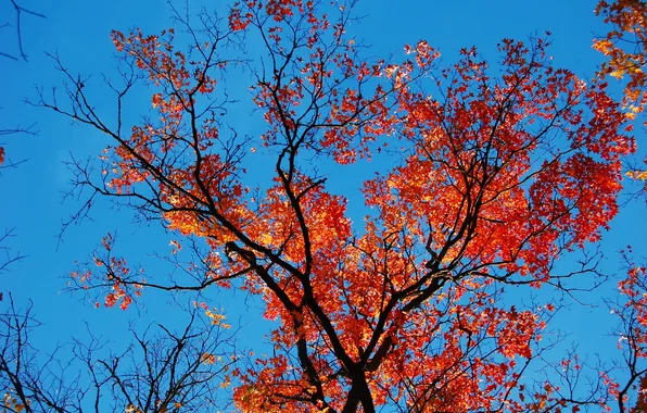 Picture autumn, the sky, leaves, branches, the crimson