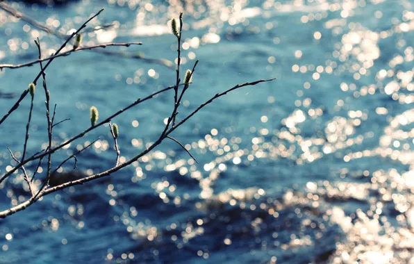 Picture water, the sun, nature, photo, Wallpaper, branch, spring, day