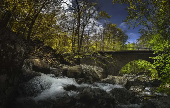 Picture forest, the sky, clouds, trees, bridge, river, rocks, waterfall