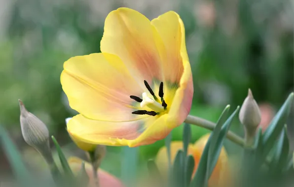 Picture yellow, Tulip, petals