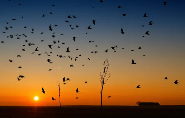 Picture sunset, birds, nature