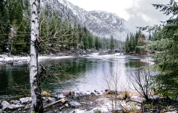 Forest, trees, mountains, river