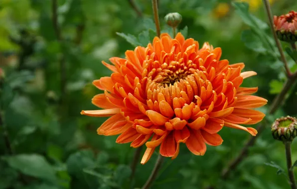Drops, orange, green background, bokeh, chrysanthemum
