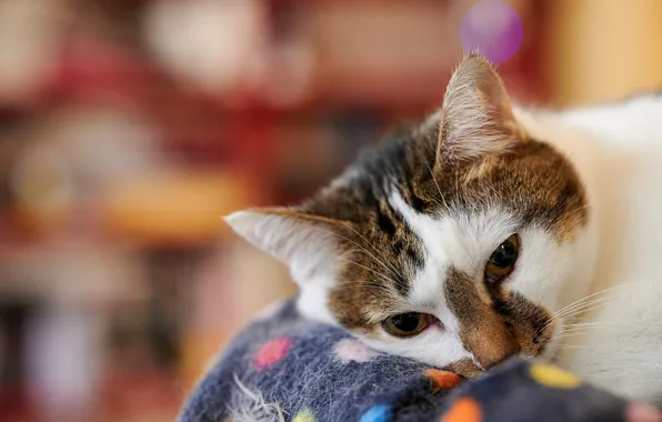 Picture cat, white, cat, look, face, portrait, lies, blanket