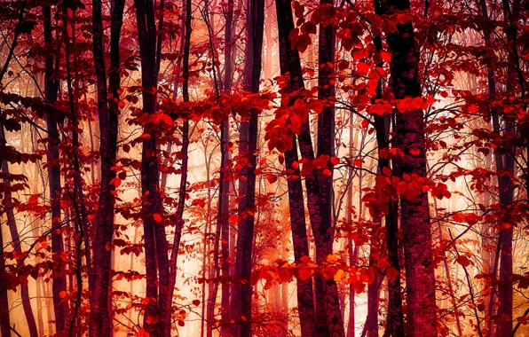 Picture autumn, forest, leaves, the crimson