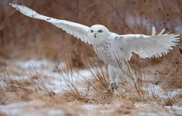 Flight, nature, owl, bird, wings, white, flies, stroke