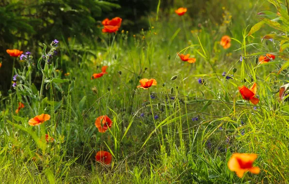 Red, flower, poppy