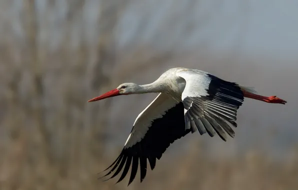 Picture flight, bird, stork
