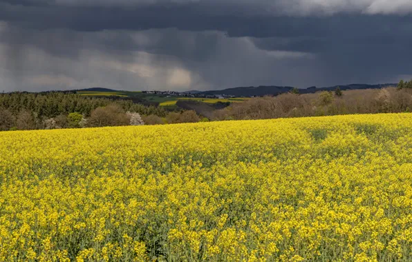 Clouds, meadow, rape, rapeseed field