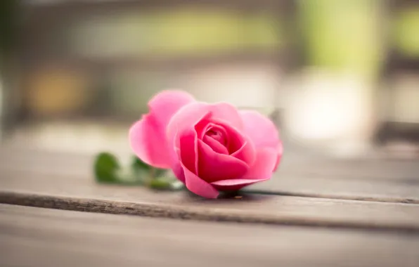Flower, macro, pink, Rose, petals, bokeh