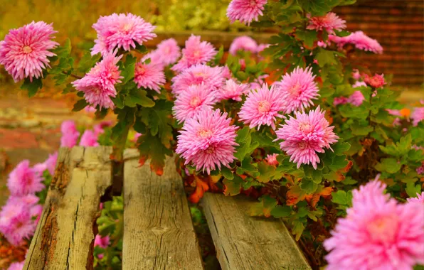 Bench, Pink flowers, Pink flowers