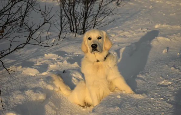 Look, light, snow, sunset, each, dog