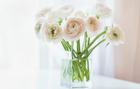 Flowers, vase, white, Ranunculus, Asian, Buttercup