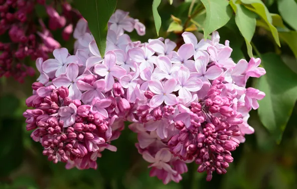 Picture leaves, macro, flowers, branches, spring, flowering, lilac, inflorescence