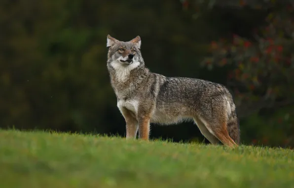 Picture forest, grass, look, branches, grey, background, hills, dark