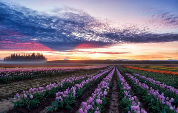 Picture Oregon, Woodburn, Wooden Shoe Tulip Farm
