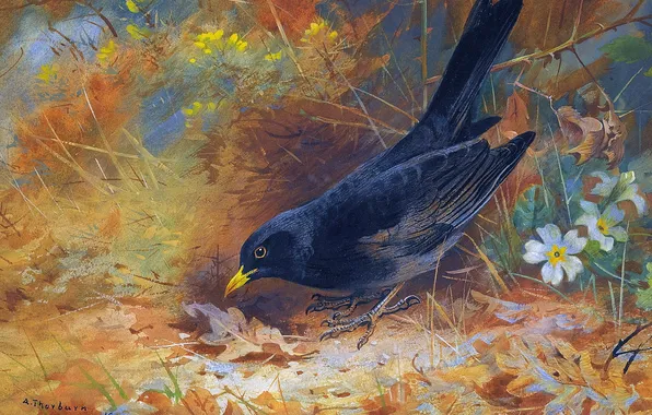 Flowers, Grass, Bird, Picture, Blackbird, Thrush, Archibald Thorburn, Archibald Thorburn,