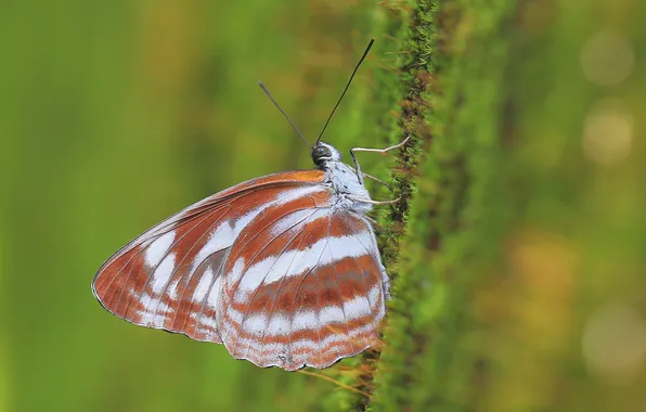 Surface, nature, butterfly, moss, wings, insect