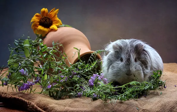 Picture sunflower, Guinea pig, animal, pitcher, burlap