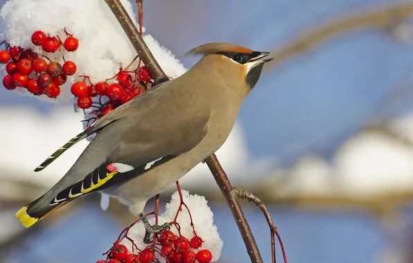 The sky, snow, branches, bird, Rowan, the Waxwing