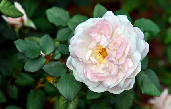 Macro, roses, petals