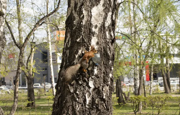 Nature, Park, Protein, NSK, Birch, Novosibirsk, Archanicum, Canon 200D