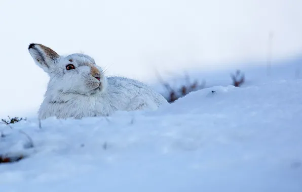 Picture WHITE, SNOW, WINTER, HARE, EARS
