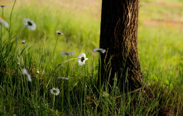 Picture grass, flowers, tree