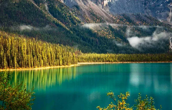 Forest, trees, mountains, slope, Canada, British Columbia, Yoho national Park, Emerald lake