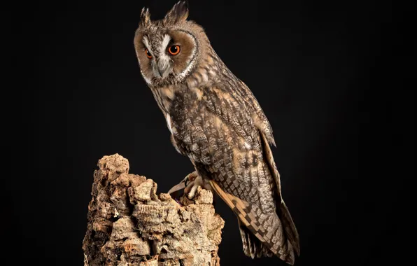 Picture bird, snag, long-eared owl