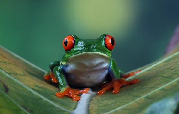 Look, pose, leaf, frog, green, green background, wood, red-eyed tree frog